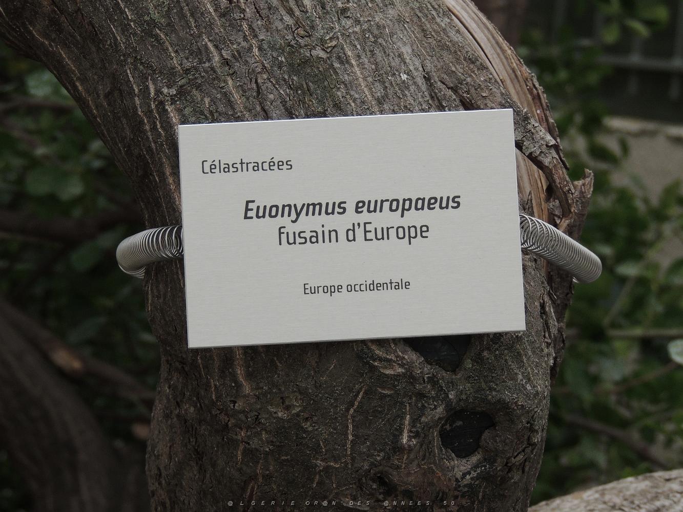 34 Affiche le fusain d'Europe.JPG -           